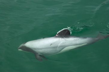 Hector-Delfin (Cephalorhynchus hectori)