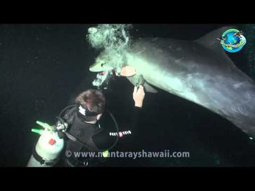 Screenshot aus dem Youtube Video "Dolphin Rescue Hawaii.mp4"