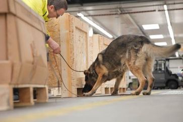 Als erstes Unternehmen in Deutschland besitzt die Fraport AG eine Hundestaffel, deren Sprengstoffspürhunde zur Kontrolle von Luftfracht eingesetzt werden dürfen. Bild: "obs/Fraport AG"