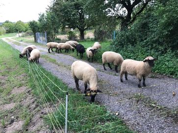 Schafe auf dem Radweg