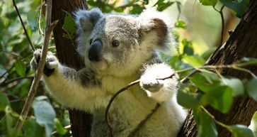 Koala