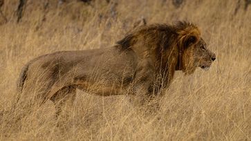 Löwe Cecil im Hwange National Park, Zimbabwe. Bild: Vince O'Sullivan, on Flickr CC BY-SA 2.0
