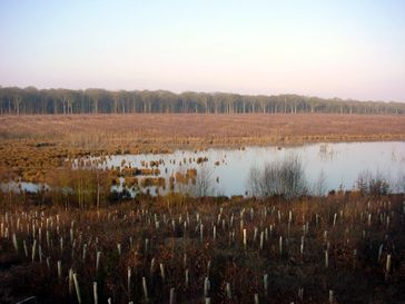 Wiederaufforstung in der Nähe von Saint-Omer, Nord-Frankreich