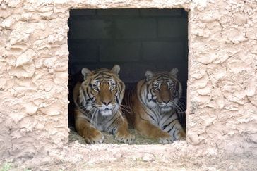 Die hessischen Tiger haben sich im LIONSROCK gut eingelebt Bild: (c) VIER PFOTEN, Mihai Vasile
