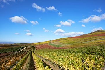 In den Weinbaugebieten beginnt die Hauptweinlese. Die Winzer können durch ein DBU-Projekt mit der Technischen Hochschule Bingen ihre Betriebe nun verstärkt nachhaltig bewirtschaften. Quelle: © Robert Dieth, Rheinhessenwein e.V. (idw)