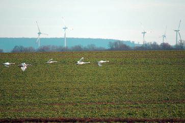 Windräder gegen Kraniche. Bild: Karl-Heinz Laube / pixelio.de