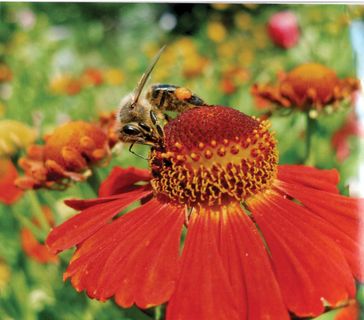 Eine wundervolle Wechselbeziehung: Bienen sorgen mit ihrer Bestäubungsarbeit für Pflanzenvielfalt und erhalten im Gegenzug Nektar und Pollen.  Bild: "obs/Deutscher Imkerbund e. V./Erhard Maehnert"