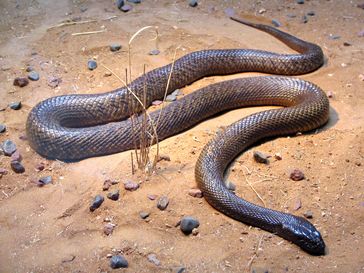 Der Inlandtaipan verfügt über das stärkste Gift aller Schlangen