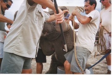 Brutales „Training“ von Baby-Elefanten bei Ringling. Bild:  Bros. / © PETA USA