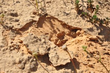 Wüstenbiologische Sandkrusten aus dem Nizzana-Gebiet in der rauen Negev-Wüste, von wo die Alge Chlorella ohadii stammt.