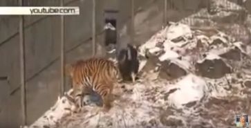Bild: Screenshot Youtube Video "Amur tiger and goat Timur became more than friends"
