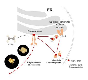 Kupfer-Ionen gelangen mit Hilfe von Transportproteinen zu den Ethylenrezeptoren am Endoplasmatischen Retikulum. Dort lösen sie verschiedene Reifesignale für die Pflanze aus, bis hin zum Verwelken.