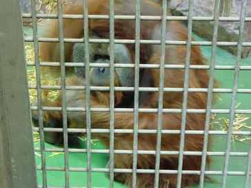 Unschuldig eingesperrt: Menschenaffen in Zoos. Bild: © PETA