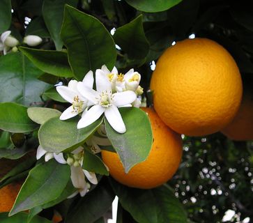 Früchte, Blüten und Blätter der Orange