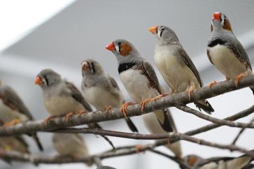 Der Gesang der Zebrafinken hat sich offenbar aus einem einfachen System für angeborene Rufe entwick
Quelle: © MPI f. Ornithologie/ Susanne Seltmann (idw)