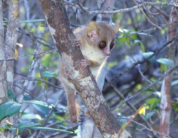 Graue Mausmakis (Microcebus murinus) exprimieren die Gene für beide Rezeptoren im Vomeronasalorgan.
Quelle: Foto: P. Hohenbrink (idw)