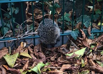 Der Igel konnte sich nicht selbstständig aus dem Zaun befreien Bild: Feuerwehr