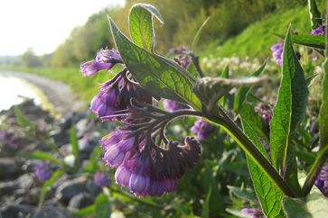 Im Mai beginnt die Blütezeit des auch in Schleswig-Holstein häufig vorkommenden Beinwells (Symphytum officinale). Quelle: Foto: Dietrich Ober (idw)