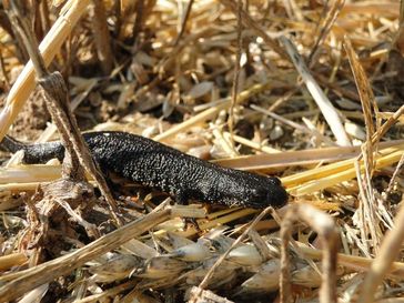 Amphibien durchkreuzen auf der Wanderung zu ihren Laichplätzen oft landwirtschaftlich genutzte Agrarflächen. Das Bild zeigt einen ausgewachsenen Kammolch (Triturus cristatus) in einem Stoppelfeld. Quelle: Foto: Kristin Meier, ZALF (idw)