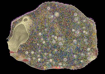 Weltweit erstes 3D-Modell einer Synapse. Die Rekonstruktion einer Synapse im Querschnitt zeigt 60 ve
Quelle: Burkhard Rammner (idw)