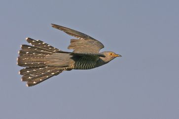 Kuckuck Männchen im Flug