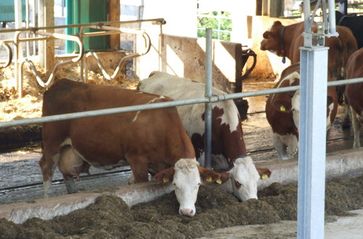 In einem Milchbetrieb mit Silagefütterung produziert man nur wirtschaftlich, mit der Zugabe von Eiweiß und Kohlehydraten als Kraftfutter. Gensoja ist der billigste und am meisten verwendete Eiweißrohtoff. Mit künstlicher Heutrocknung ist dies überflüssig. Bild: Umweltbund e.V.