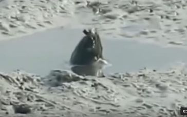 Bild: Screenshot Youtube Video "Mystery creature pokes out of a mud pool in Queensland"
