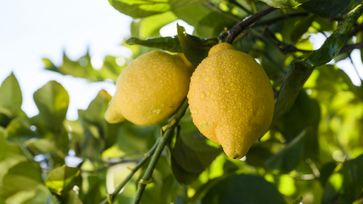 Die Landwirte haben den Wert der Zitronen durch ökologische Nachhaltigkeit erhöht.