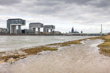 Die Rheinwiesen in Köln stehen schon unter Wasser.