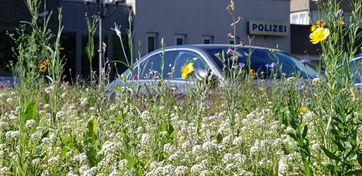 Blumenwiese vor der PI in der Südallee.