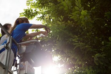 Mit der Baumkrone auf Du und Du: Biologie-Studentin Rosa Albrecht bei der Arbeit.
Quelle: (Foto: Bayerische Landesanstalt für Weinbau und Gartenbau) (idw)