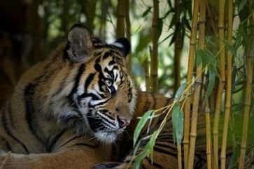 Sumatra-Tiger Bild: Thomas Herzog