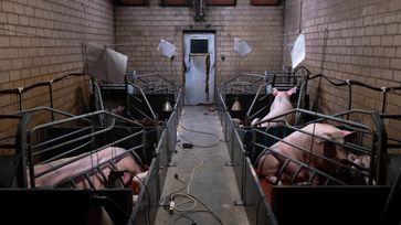 Sauen wochenlang in körpergroßen Abferkelkäfigen fixiert. Bild: Animal Rights Watch e.V. Fotograf: Animal Rights Watch e.V.