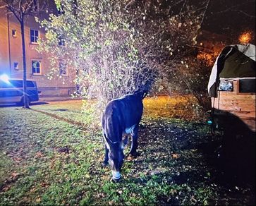 Esel in Straulsund Bild: Polizei