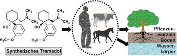 Synthetisches Tramadol gelangt bei nicht bestimmungsmäßiger Anwendung des Medikaments in Pflanzen und Umwelt. Quelle: (c) Wiley-VCH (idw)