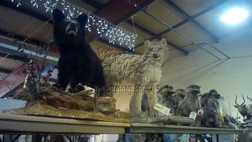 Bear cub, bobcat and racoons for sale at Circle M's fall auction, October 2021. Bild: The HSUS