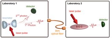 Bild: Ein einzelnes Atom und ein BEC in getrennten Laboren dienen als Knoten in einem einfachen Quantennetzwerk. Um Verschränkung zwischen beiden Systemen zu erhalten, wird das Atom mit Hilfe eines Laserpulses zum Aussenden eines Photons angeregt, das mit dem Atom verschränkt ist. Das Photon dient als Übermittler der Verschränkung. Über ein Glasfaserkabel wird es in das Nachbarlabor überführt und im BEC gespeichert. Nun sind Atom und BEC verschränkt. Nach einer gewissen Zeit wird das gespeicherte Photon wieder ausgelesen und der Zustand des Atoms auf ein zweites Photon übertragen. Verschränkung zwischen diesen Photonen weist nach, dass alle Schritte des Experiments erfolgreich durchgeführt wurden. Rempe