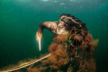 Geisternetze sind für Meerestiere oft tödliche Fallen - und auch Tiere nah an der Wasseroberfläche wie der Kormoran sind betroffen. Bild: ZDF Fotograf: Wolf Wichmann