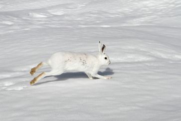 Schneehase im Winterfell