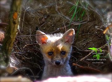 Bild: "obs/Wildtierschutz Deutschland e.V./Timo Litters www.tnsm.de"