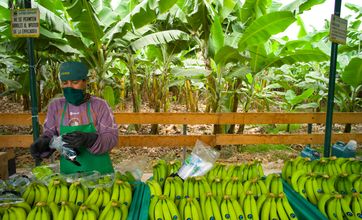 Bananen-Kooperative in Peru / Bild: "obs/TransFair e.V./Santiago Engelhardt / Fairtrade"