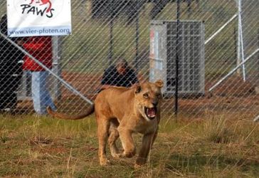 Erste Schritte in Freiheit: Löwin Bonnie in LIONSROCK. Bild: "obs/©VIER PFOTEN International / Mihai Vasile"