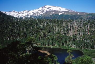 Südwestseite des Copahue mit dem See Laguna Las Totoras im Vordergrund