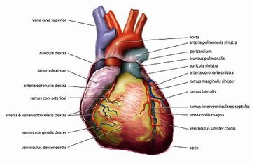 Die Anatomie des Herzens Bild: de.wikipedia.org
