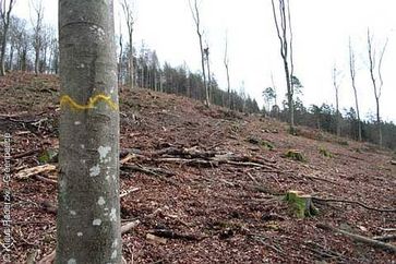 Kahlschlag eines etwa 150-jährigen Buchenmischwaldes in der Abteilung Rosselbrunn, BaySF Forstbetrieb Rothenbuch Bild: Klaus Radetzki / Greenpeace (pressrelations)