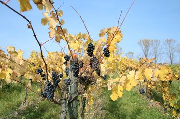 Goldener Oktober Im Weinberg