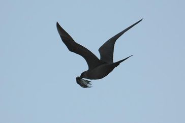 Spatelraubmöwe (Stercorarius pomarinus) mit erbeutetem Spornammer-Männchen (Calcarius lapponicus) in Barrow, Alaska.