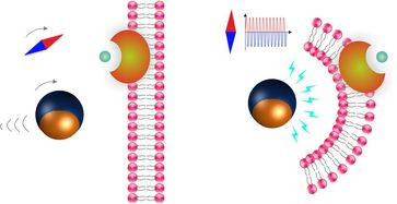 Ein Mikroroboter wird mit einem Magnetfeld zu einer Zelle gesteuert (l.). Durch eine Veränderung des Magnetfelds - dargestellt als Kompassnadel - erzeugt der Roboter ein elektrisches Feld. Quelle: Grafik: ETH Zürich / Salvador Pané (idw)