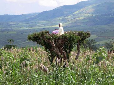 In Südäthiopien: Ein Farmer hält Ausschau in einer Baumkrone.