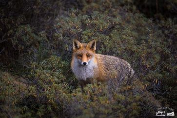 Ist dieser Fuchs ein Elterntier oder nicht? Bild: Wildtierschutz Deutschland e.V. Fotograf: Timo Litters, WTSD